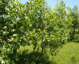 Quintal Orgânico do agricultor Marionilson Dutra Garcia.