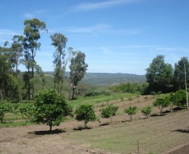 Quintal Orgânico da Escola Municipal de Ensino Fundamental Passo do Machado.