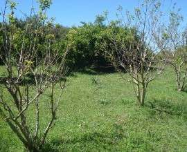 Quintal Orgânico do agricultor José Francisco Peres.