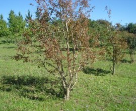 Quintal Orgânico do agricultor Everaldo dos Santos.