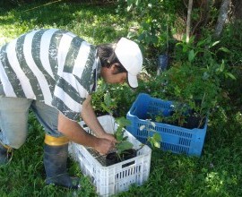 Quintal Orgânico do agricultor José Francisco Peres.