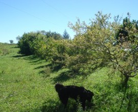 Quintal Orgânico do agricultor José Francisco Peres.