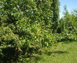 Quintal Orgânico do agricultor José Francisco Peres.