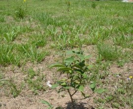 Quintal Orgânico de Marley e José Antônio Sortyka da Silva.