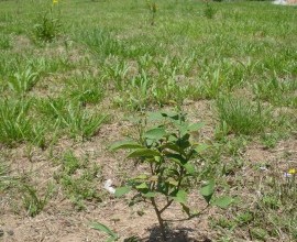 Quintal Orgânico de Marley e José Antônio Sortyka da Silva.