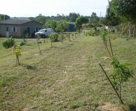 Quintal Orgânico de Seu João Antonio Pagani e a Dona Selma.