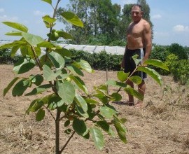 Quintal Orgânico de Marley e José Antônio Sortyka da Silva.