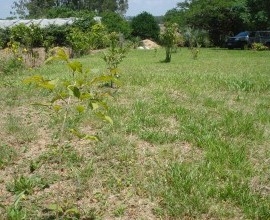 Quintal Orgânico de Marley e José Antônio Sortyka da Silva.