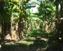 Bananeiras do quintal de seu Osmar dos Santos.