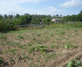 Lavoura de abóbora e ao fundo sombrite com plantio de pepino. 