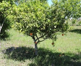 Vistoria no Quintal Orgânico do seu Eduíno em Santana do Livramento - RS
