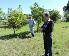 Vistoria no Quintal Orgânico do seu Eduíno em Santana do Livramento - RS