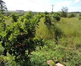 Vistoria no Quintal Orgânico do seu Leoclides Cantome em Santana do Livramento - RS