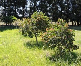 Vistoria no Quintal Orgânico do seu Eduíno em Santana do Livramento - RS