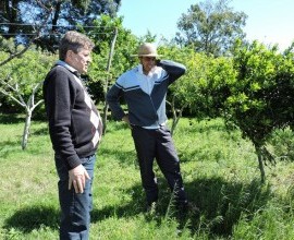 Vistoria no Quintal Orgânico do seu Eduíno em Santana do Livramento - RS