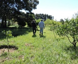 Vistoria no Quintal Orgânico do seu Eduíno em Santana do Livramento - RS