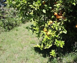 Vistoria no Quintal Orgânico do seu Eduíno em Santana do Livramento - RS