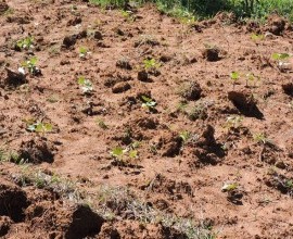 Vistoria no Quintal Orgânico do seu Eduíno em Santana do Livramento - RS