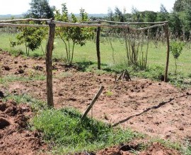 Vistoria no Quintal Orgânico do seu Eduíno em Santana do Livramento - RS