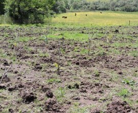Vistoria no Quintal Orgânico da dona Elaine em Hulha Negra - RS