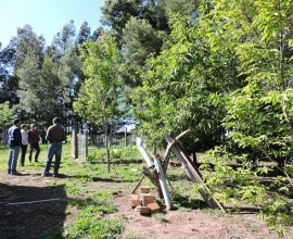 Vistoria no Quintal Orgânico do seu Leoclides Cantome em Santana do Livramento - RS