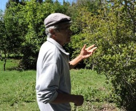 Vistoria no Quintal Orgânico do seu Eduíno em Santana do Livramento - RS