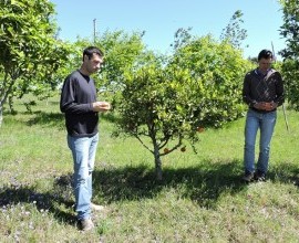 Vistoria no Quintal Orgânico do seu Eduíno em Santana do Livramento - RS