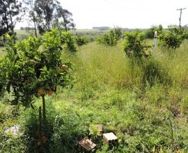 Vistoria no Quintal Orgânico do seu Leoclides Cantome em Santana do Livramento - RS