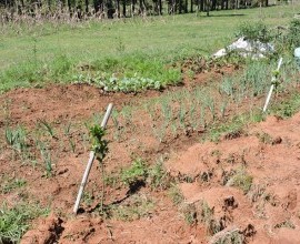 Vistoria no Quintal Orgânico do seu Eduíno em Santana do Livramento - RS
