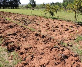 Vistoria no Quintal Orgânico do seu Eduíno em Santana do Livramento - RS