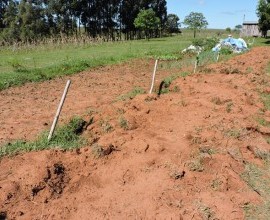 Vistoria no Quintal Orgânico do seu Eduíno em Santana do Livramento - RS