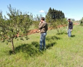 Vistoria no Quintal Orgânico do seu Eduíno em Santana do Livramento - RS