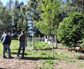 Vistoria no Quintal Orgânico do seu Leoclides Cantome em Santana do Livramento - RS