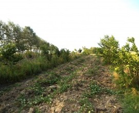 Ordalino Antunes de Oliveira - Agricultor Assentado / Pedras Altas-RS