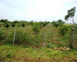 Sadi Nobre dos Santos Madeira - Agricultor Assentado / Caçapava do Sul-RS