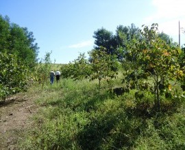 Argeu Teixeira de Castro - Agricultor Familiar / Santana da Boa Vista-RS